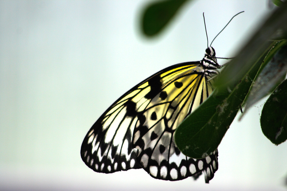 noch´n Schmetterling