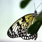 noch´n Schmetterling