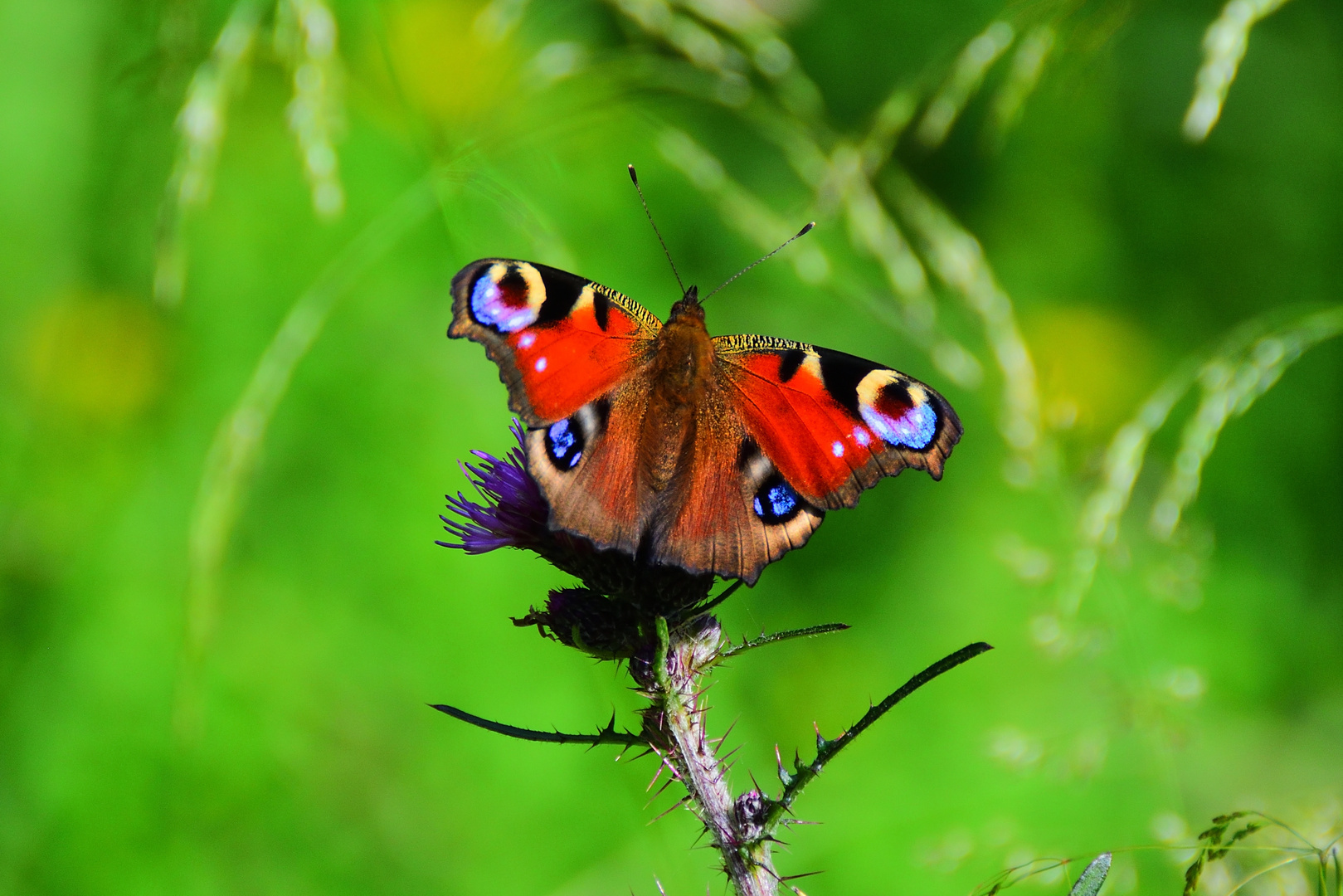 Noch'n Schmetterling 