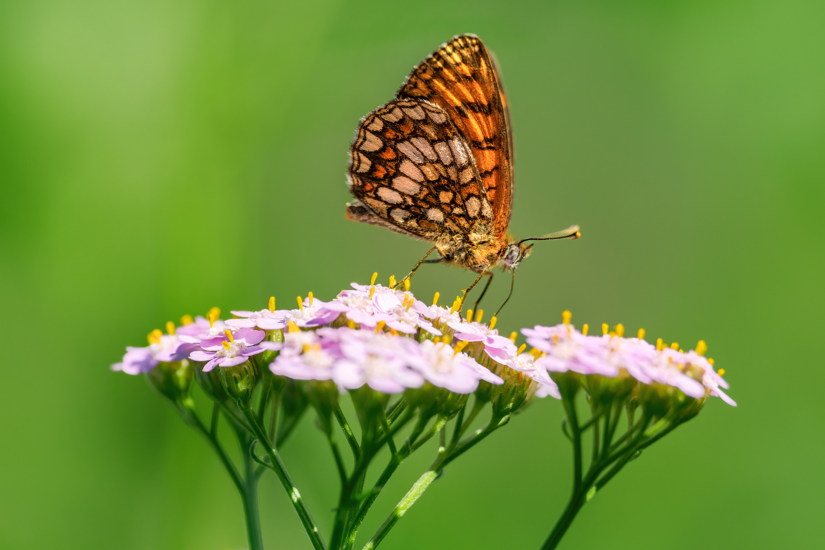 Noch'n Schmetterling