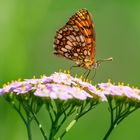 Noch'n Schmetterling