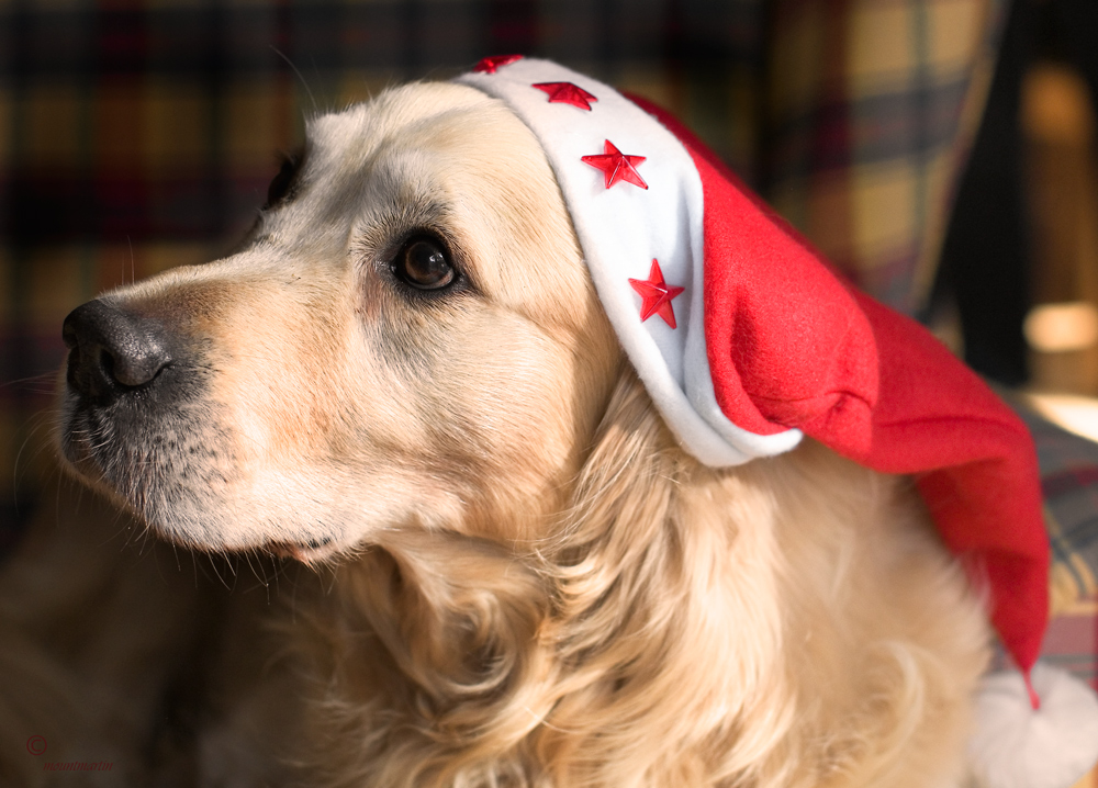 Noch'n schneller Weihnachtsgruß...