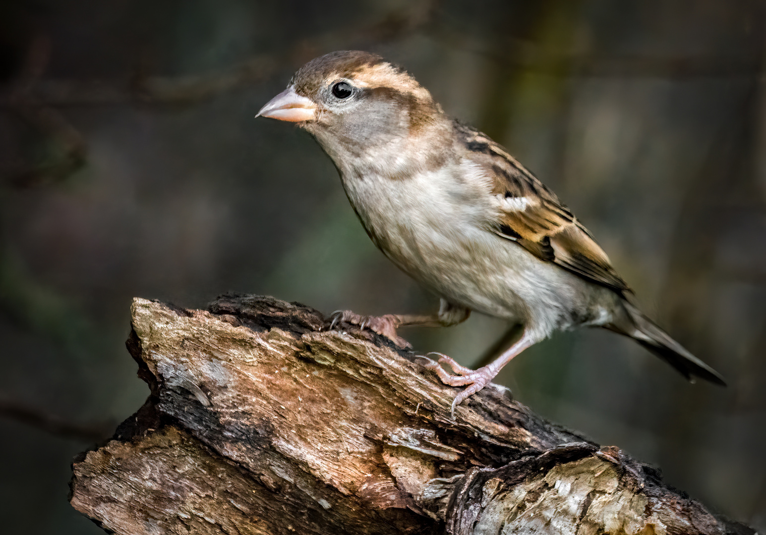 "NOCH'N SPATZ"