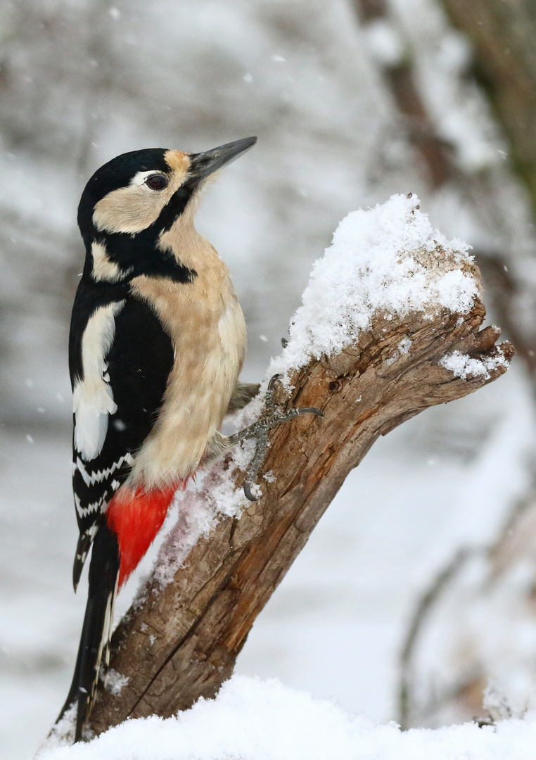 "Noch'n tierisches Winterbild"