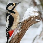 "Noch'n tierisches Winterbild"