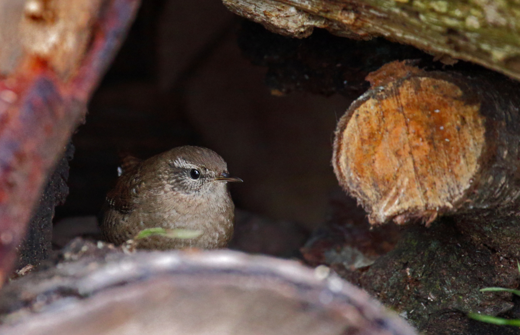 "NOCH'n VERSTECK" (ISO 6400 + 1/100sec Freihand)