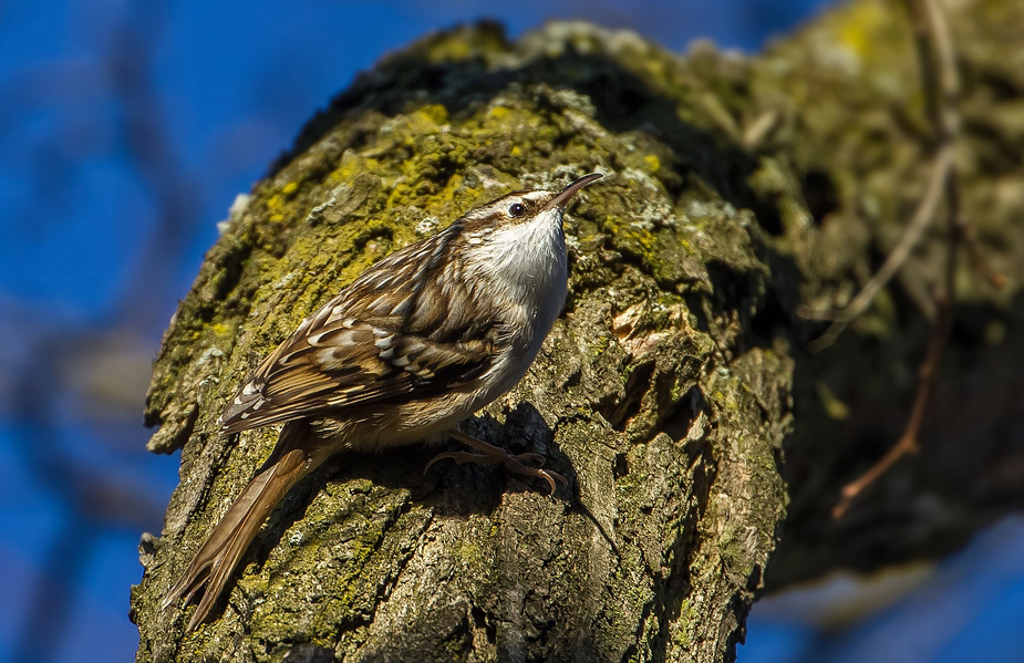 Noch'n Vogel - ein Gartenbaumläufer, schon wieder