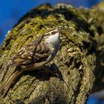 Noch'n Vogel - ein Gartenbaumläufer, schon wieder