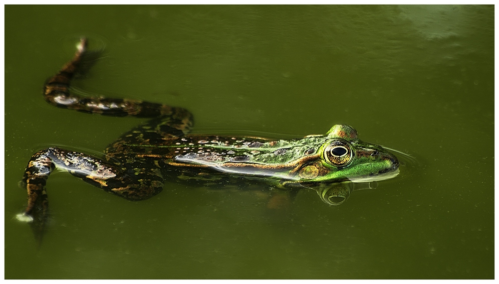 nochn Wasserfrosch :-)