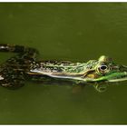 nochn Wasserfrosch :-)