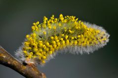 noch´n Weidekätzchen