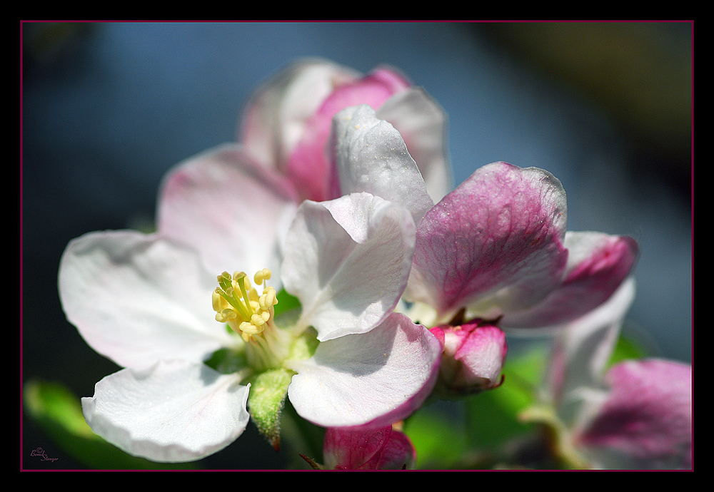 ...nochne Apfelblüte...