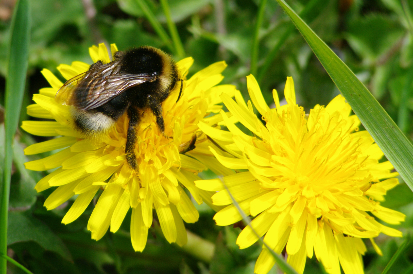 Noch´ne Hummel