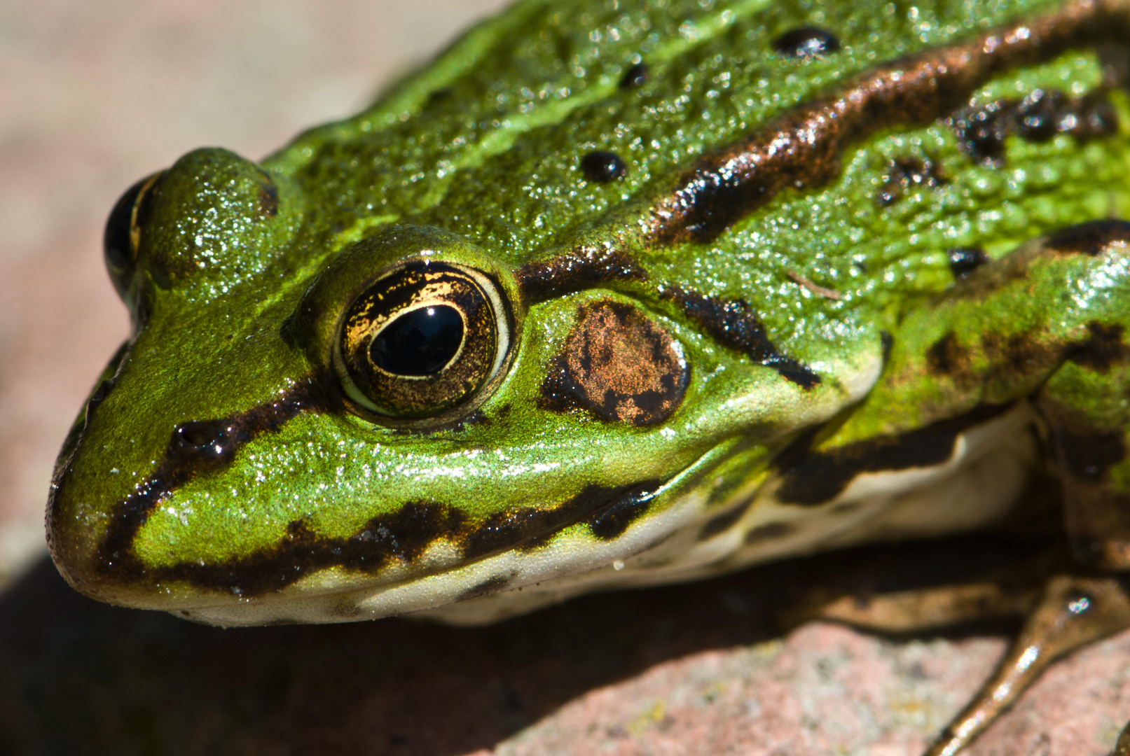 noch'nFrosch