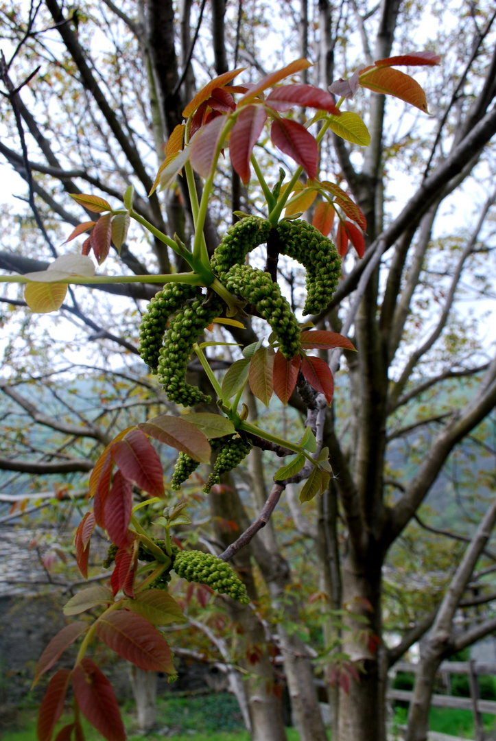 Noci in fiore