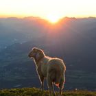 Nockspitze