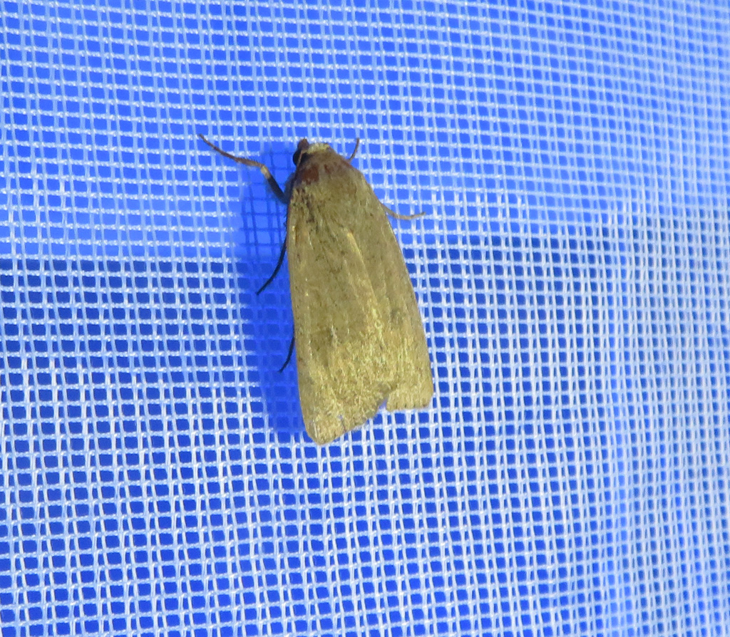 Noctua spec. Foto & Bild schmetterlinge, natur, tiere Bilder auf