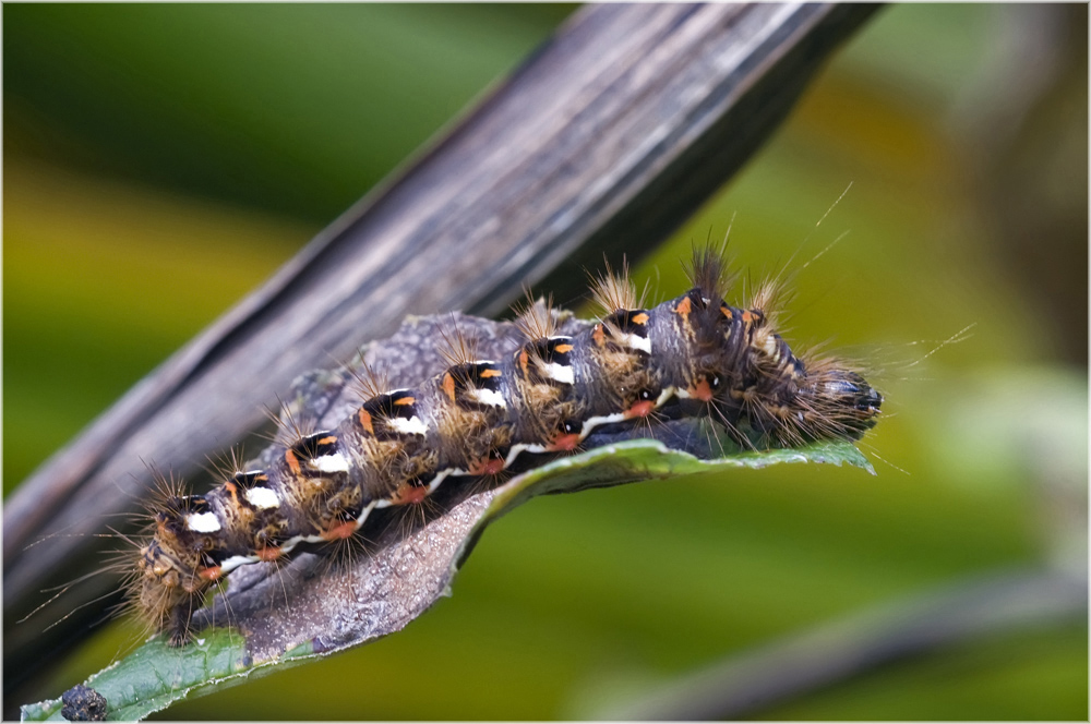 Noctuelle de la Patience