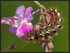 NOCTUELLE DE LA PATIENCE