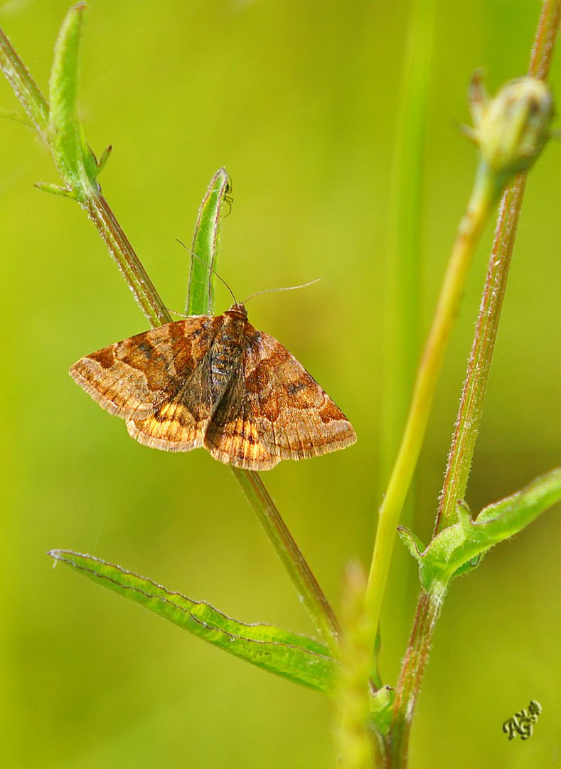 noctuelle Euclidia glyphica