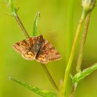 noctuelle Euclidia glyphica