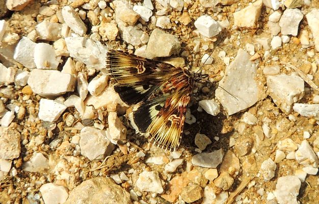 Noctuelle rayonnée  Actinotia Radiosa
