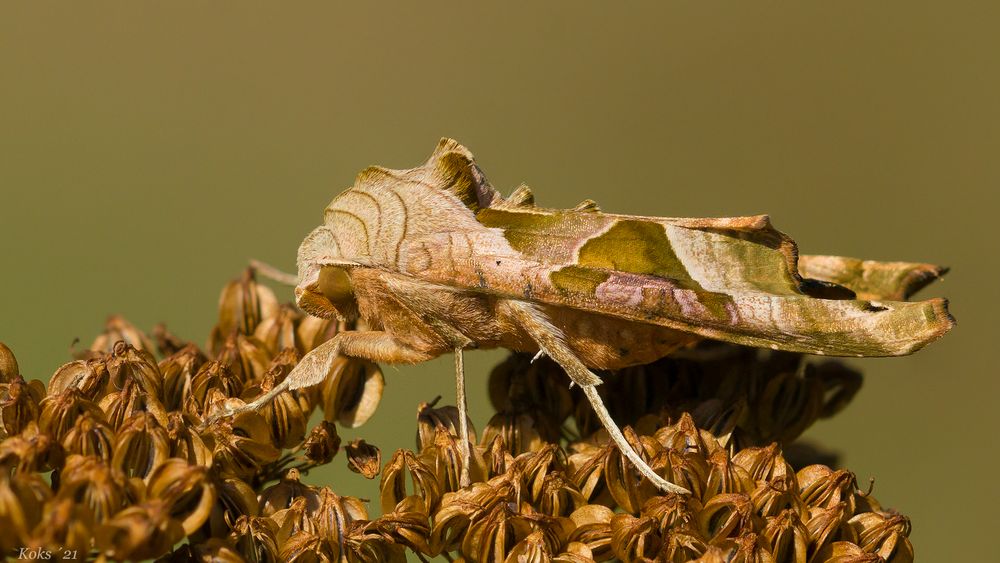 Noctuidae