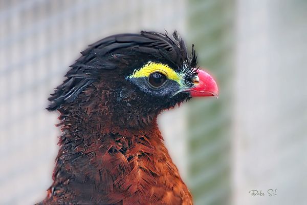 Nocturnal Curassow - Rothokko