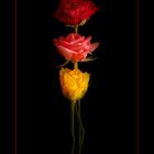 Nocturnal Roses