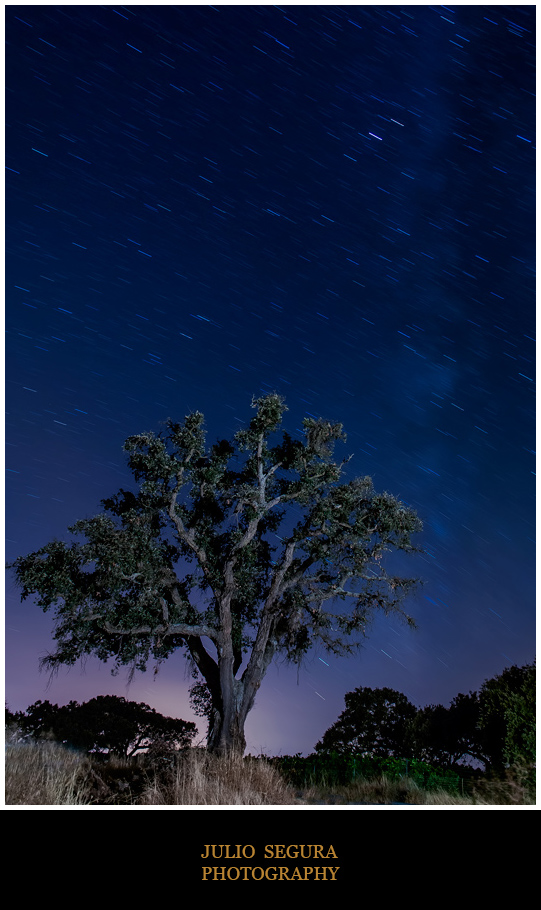 Nocturno: La Vieja Encina Web