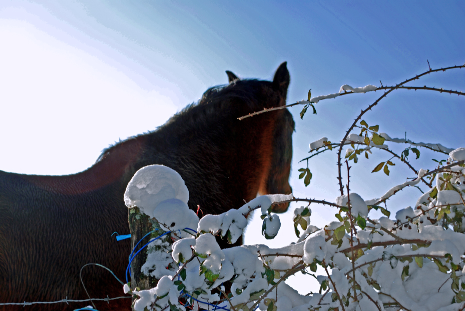 Noël blanc dans le Bigey