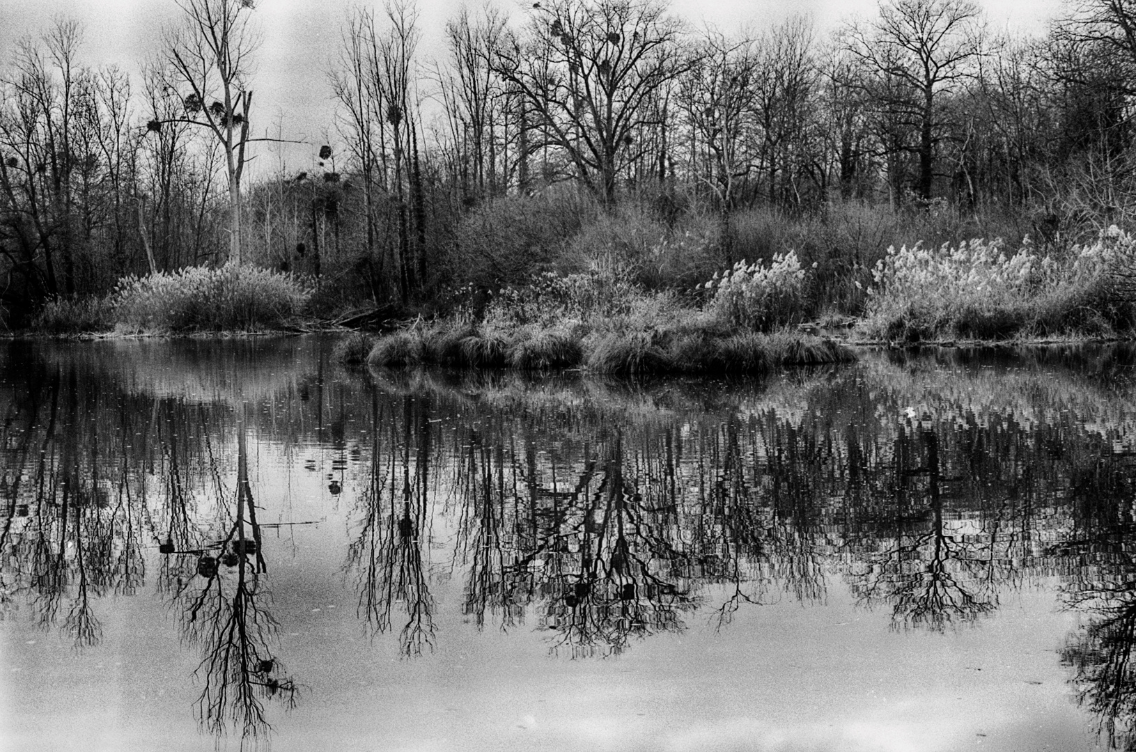 Noël dans le Grand Ried blanc et noir