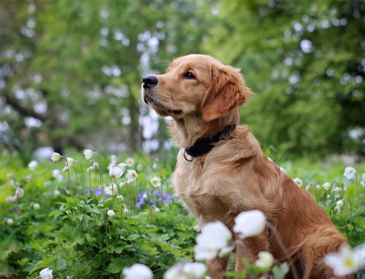 Noel - Golden Retriever 