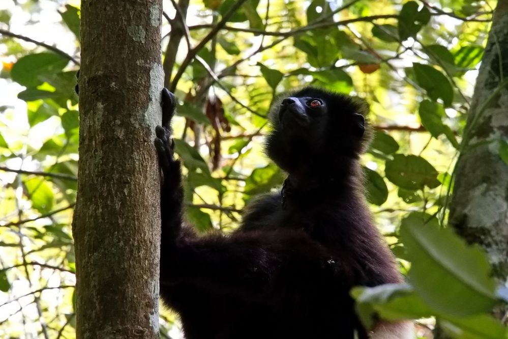 Nöö... kein Indri...