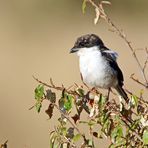 Nördliche Fiskalwürger (Lanius humeralis)