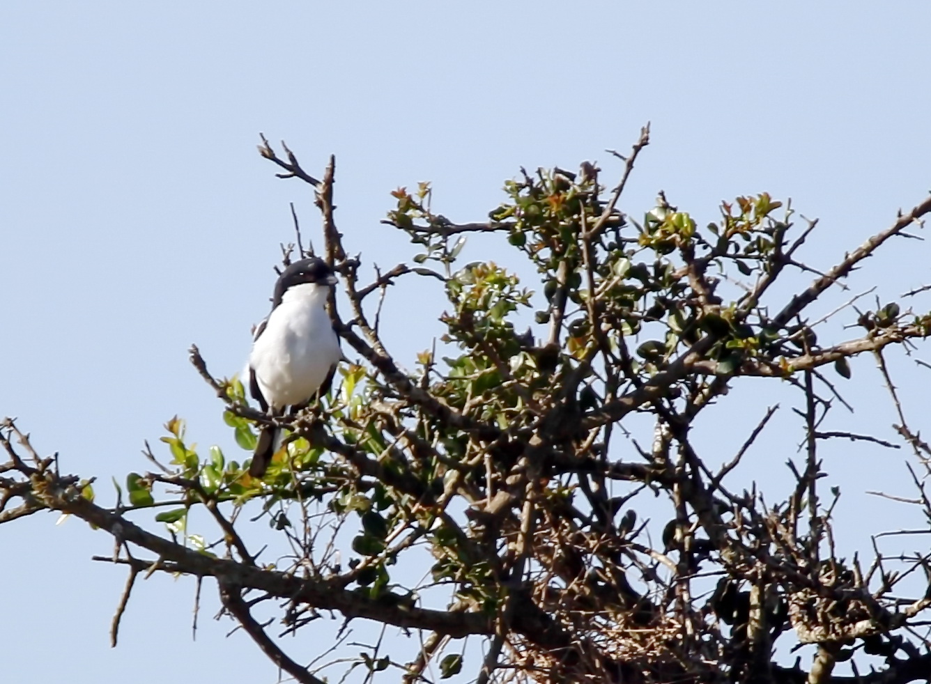 Nördliche Fiskalwürger,(Lanius humeralis),Doku