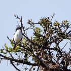 Nördliche Fiskalwürger,(Lanius humeralis),Doku