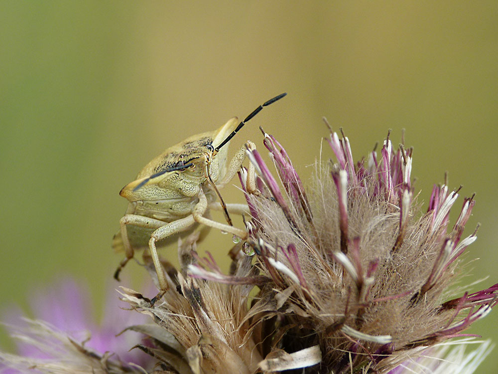 Nördliche Fruchtwanze auf Distel II