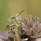 Nördliche Fruchtwanze auf Distel II