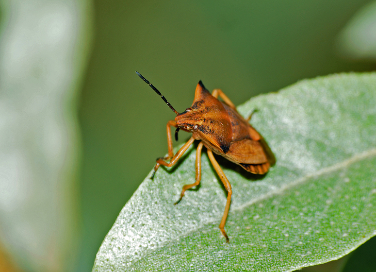 Nördliche Fruchtwanze - Carpocoris fuscispinus