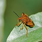 Nördliche Fruchtwanze - Carpocoris fuscispinus