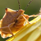 Nördliche Fruchtwanze (Carpocoris fuscispinus)