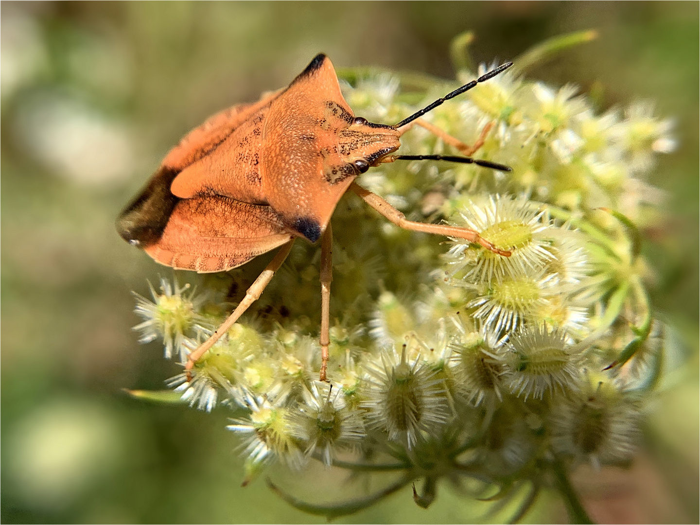 Nördliche Fruchtwanze (Carpocoris fuscispinus)