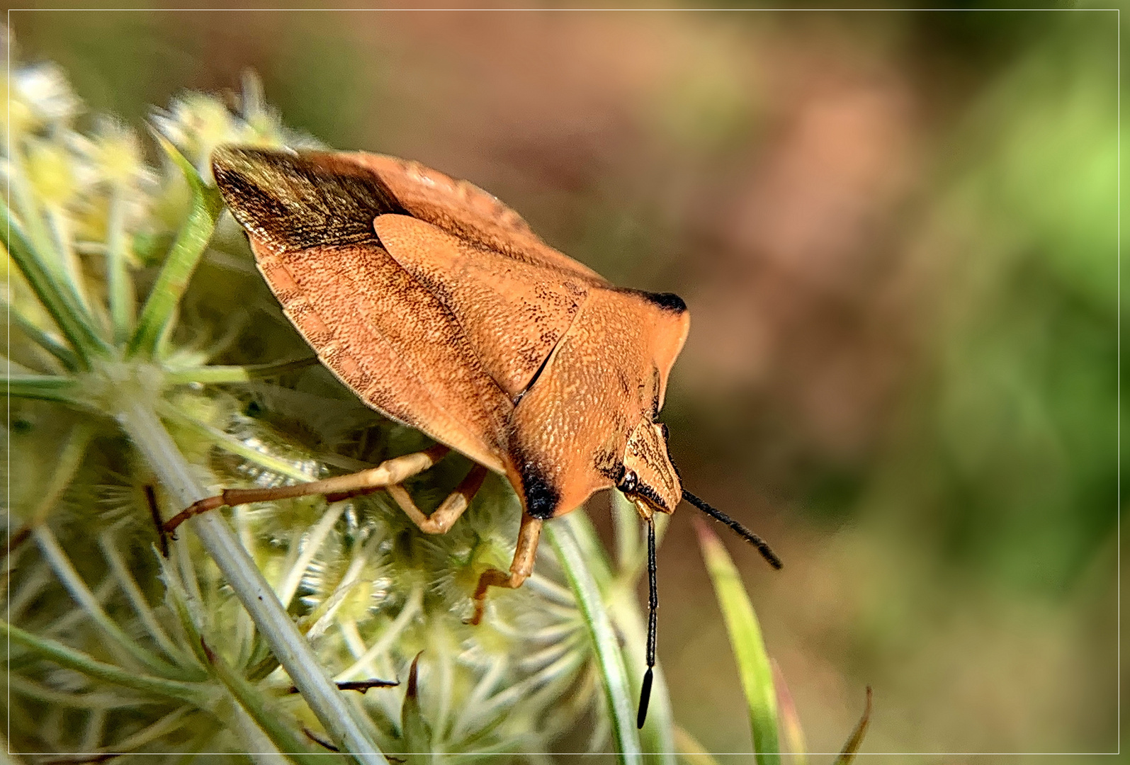 Nördliche Fruchtwanze ( Carpocoris fuscispinus )