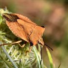 Nördliche Fruchtwanze ( Carpocoris fuscispinus )