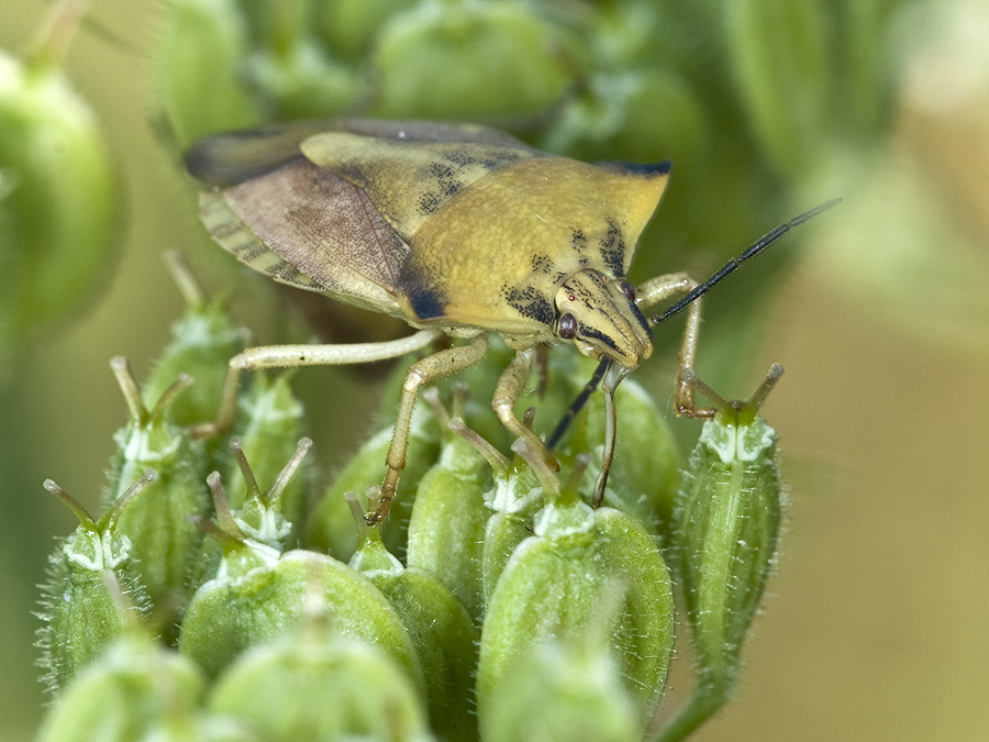 Nördliche Fruchtwanze (Carpocoris fuscispinus)