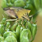 Nördliche Fruchtwanze (Carpocoris fuscispinus)