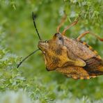 ~Nördliche Fruchtwanze (Carpocoris fuscispinus)~