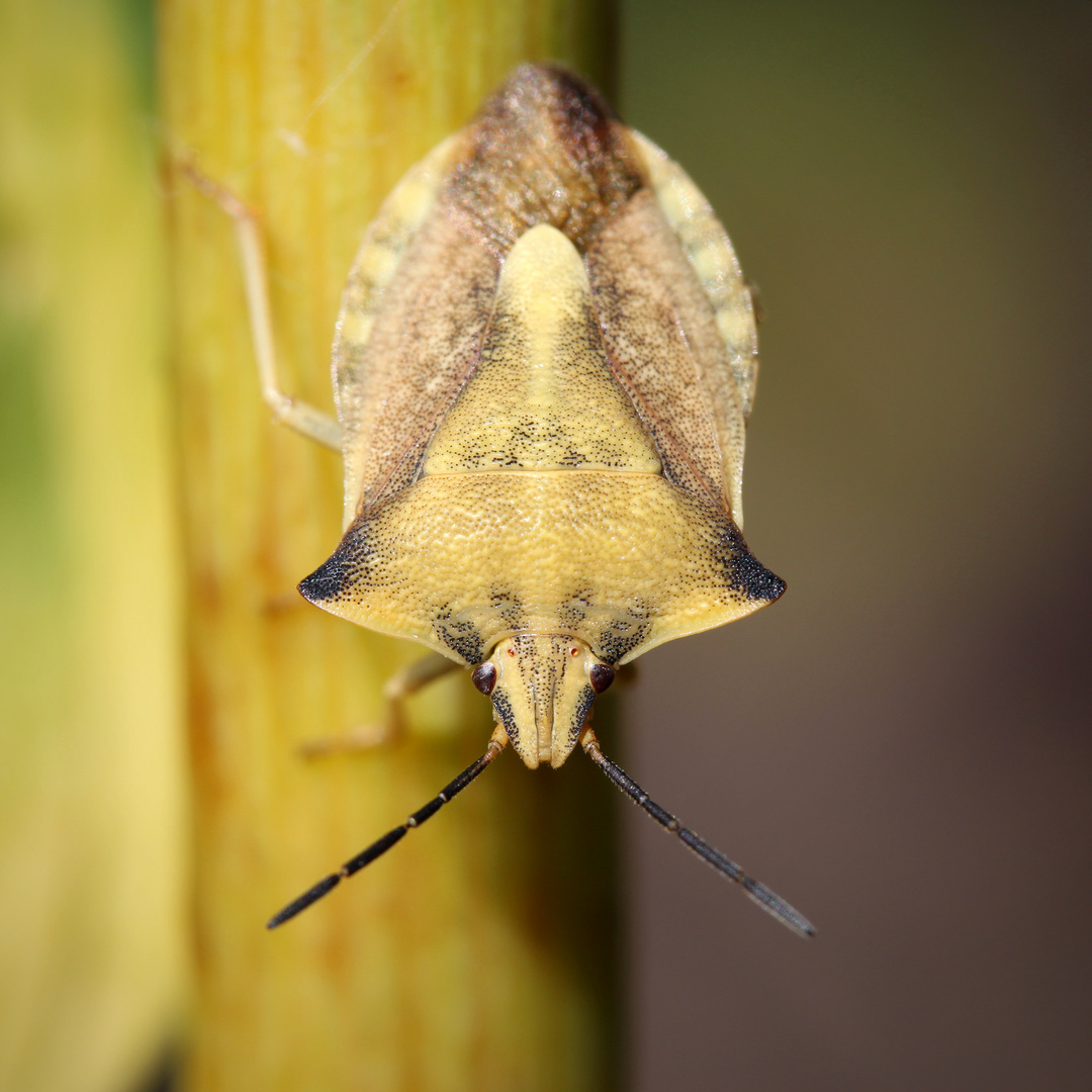 Nördliche Fruchtwanze (Carpocoris fuscispinus)