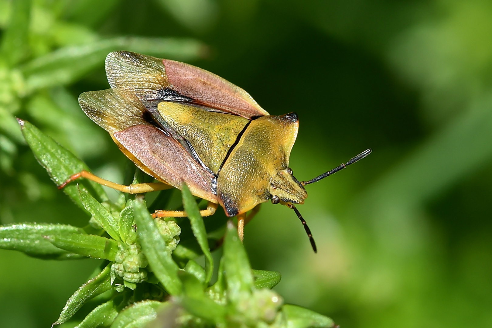 Nördliche Fruchtwanze (Carpocoris fuscispinus)